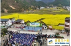 春花盛事，震撼巴山 | 2024最美油菜